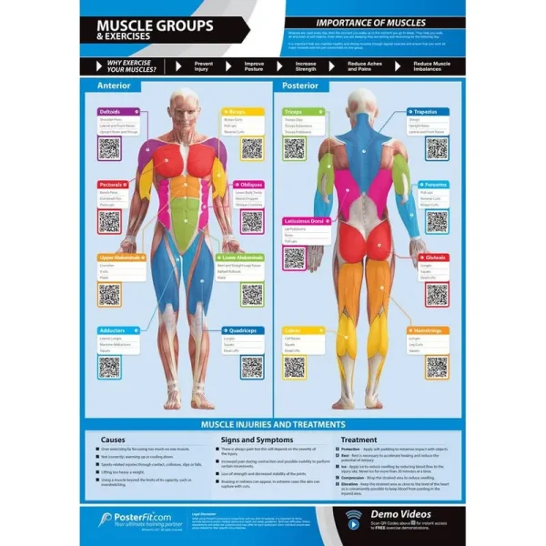 Muscle Groups & Exercises | Anterior & Posterior Muscles & Exercises | Laminated Home & Gym Poster | Free Online Video Training Support | Size - 841M