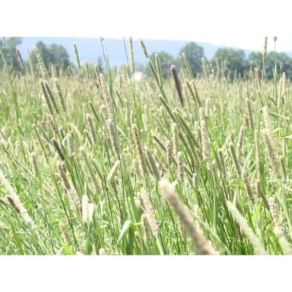 Seeds2Go Climax Timothy Grass Seeds, 1 Pound