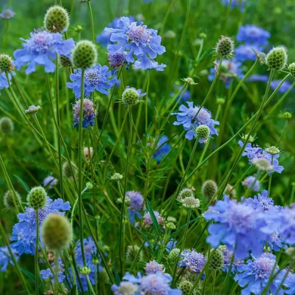 Butterfly Blue Scabiosa | Zone 3-9 | Blue | 12 - 15 Inches | Full Sun
