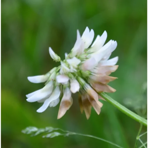White Dutch Clover Seed Nitro Coated & Inoculated- 1 lb.