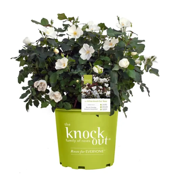 The White Knock Out Rose Plant with Pure White Blooms 1 Gallon
