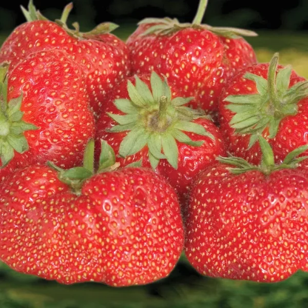 Jewel Strawberry - 25 Plants per Offer.