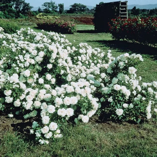 Spring Hill Nurseries 1 Pack in Bare Root White Meidiland Groundcover Rose | 86097