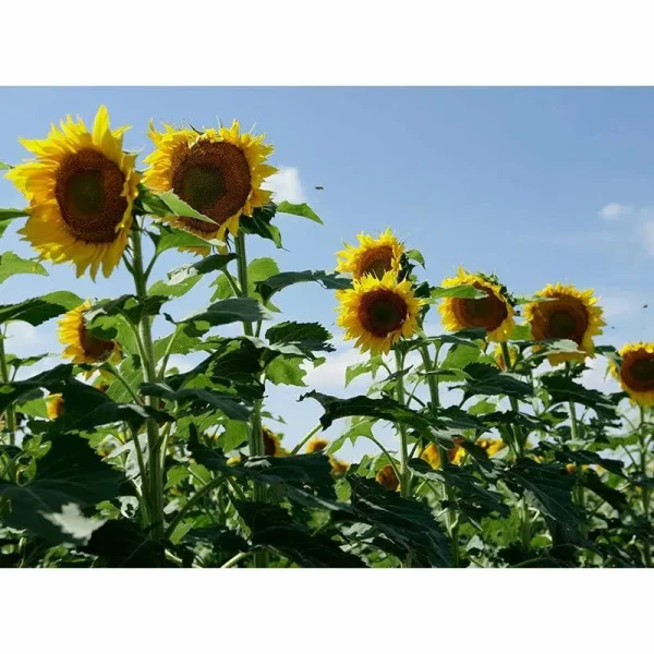 Clearfield Lonesome Dove Sunflower Seeds - 10 lbs - Seed Barn