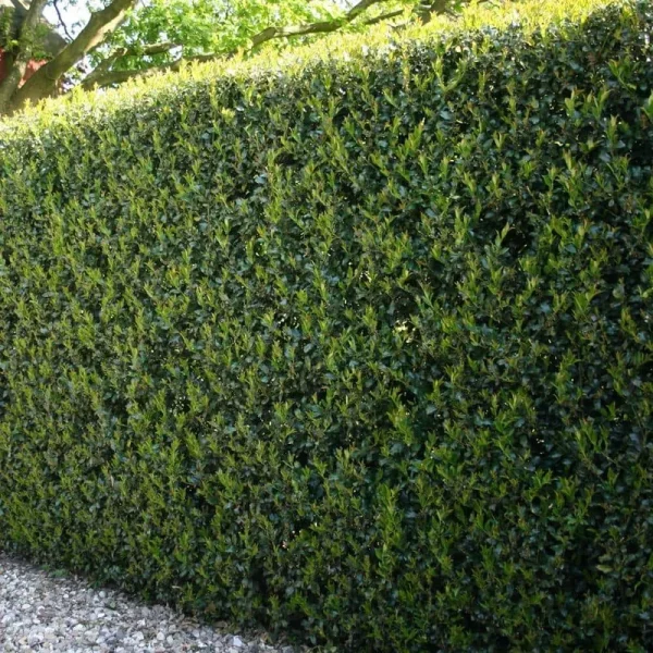 National Plant Network 2.25 gal. Holly Dwarf Burford Shrub