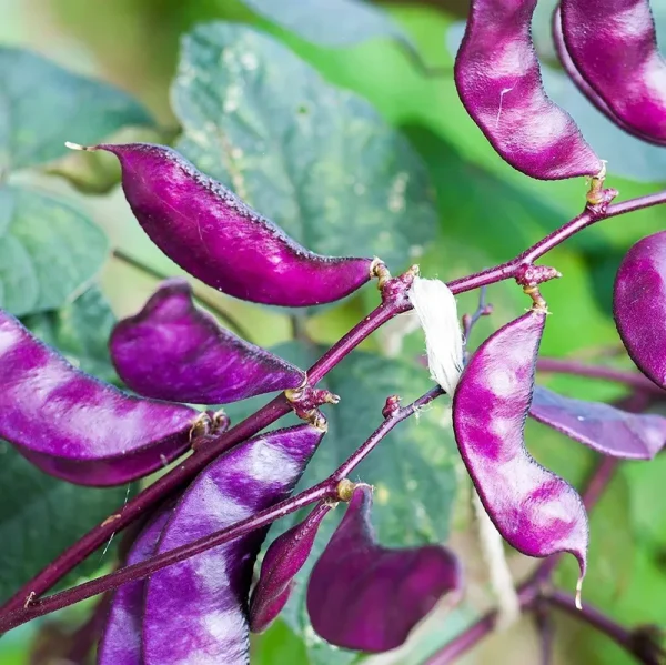 Outsidepride Purple Hyacinth Bean Red Leaved Plant Vine Seed - 100 Seeds