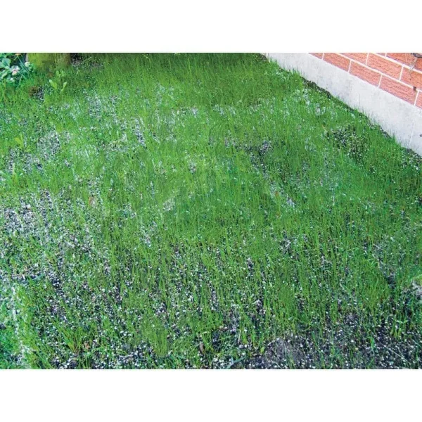 Turf Alive! III Grass Seed Mixture - 18" x 48" Mat