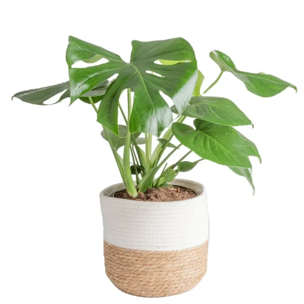 Costa Farms Swiss Cheese Monstera Deliciosa, Indoor Plant in in Decor Planter, 2 to 3-Feet Tall, White-Natural