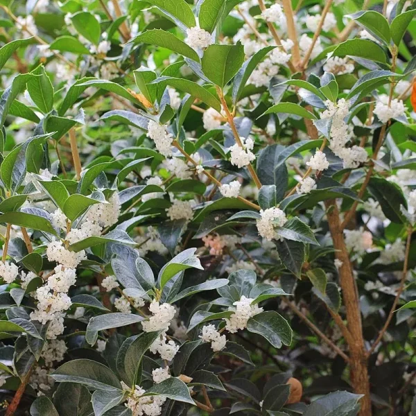1 gal. White Tea Olive Flowering Evergreen Shrub