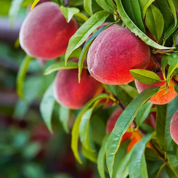 5-6 ft. - Red Haven Peach Tree - This Peach Sets The Bar, Outdoor Plant | Brighter Blooms