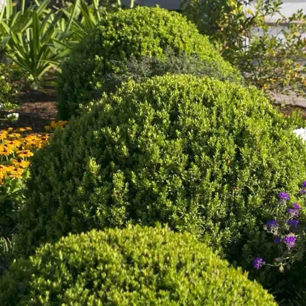 Baby Gem Boxwood 2 Gallon