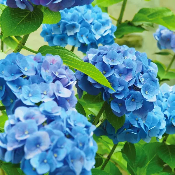 Van Zyverden Inc. 3 to 6 Hours Partial Sun Hydrangea Nikko Blue Dormant Plant Root - Blue - Each