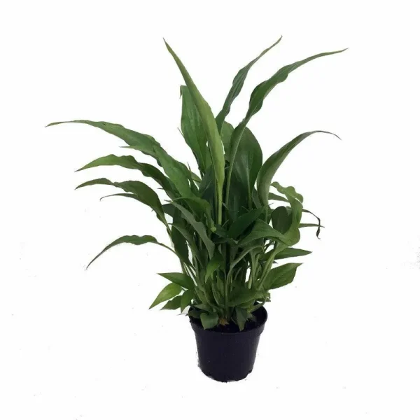 Hirt's Peace Lily Plant - Spathyphyllium - Great House Plant - 4" Pot