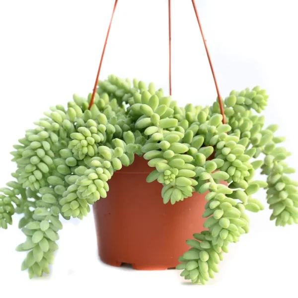 Live Hanging Succulent Plants ÿ Vining Succulent Collection- Fully Rooted Large 6-Inch Hanging Succulent (String of Pearls) (Hanging Burro's Tail)