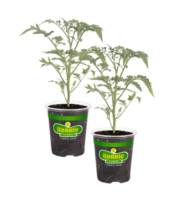 Bonnie Plants Yellow Cherry Tomato 19.3 oz. 2-Pack