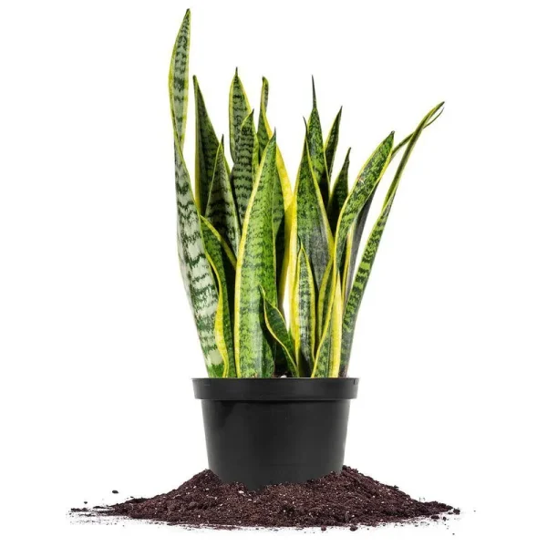 Snake Plant Sansevieria Laurentii Plant in 6 in. Grower's Pot