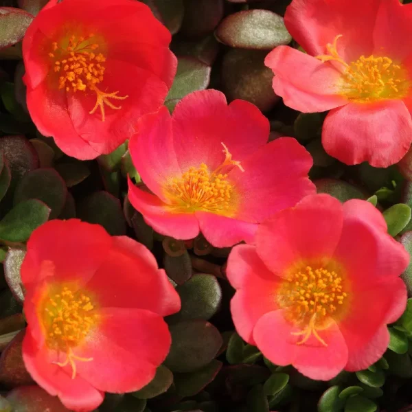 Outsidepride Purslane Seeds - Scarlet - 100 Seeds