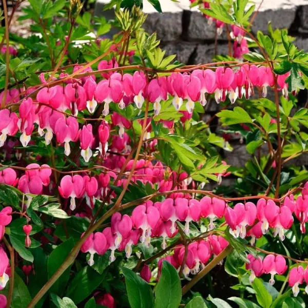 Old-Fashioned Bleeding Heart