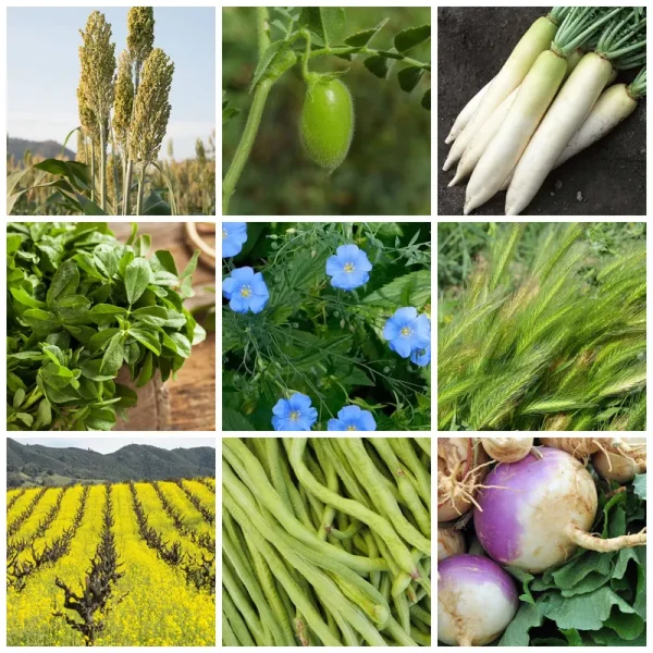 No-Till Forage Cover Crop Seeds - 1/4 lb - 9 Winter Kill Varieties - Spring, Summer, Fall - Non-GMO