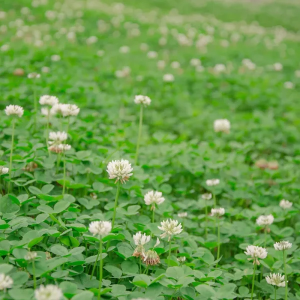 Outsidepride White Dutch Clover Seed: Nitro-Coated, Inoculated - 1/4 lbs