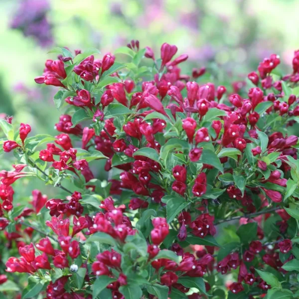 Proven Winners Sonic Bloom Red Reblooming Weigela Florida Live Shrub - WEIPRC1067800