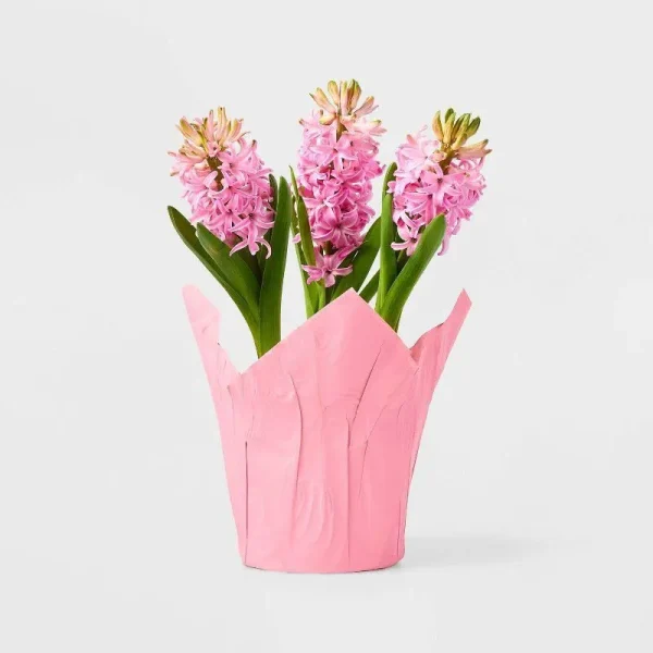 Live 6" Pink Potted Hyacinth Plant - Spritz