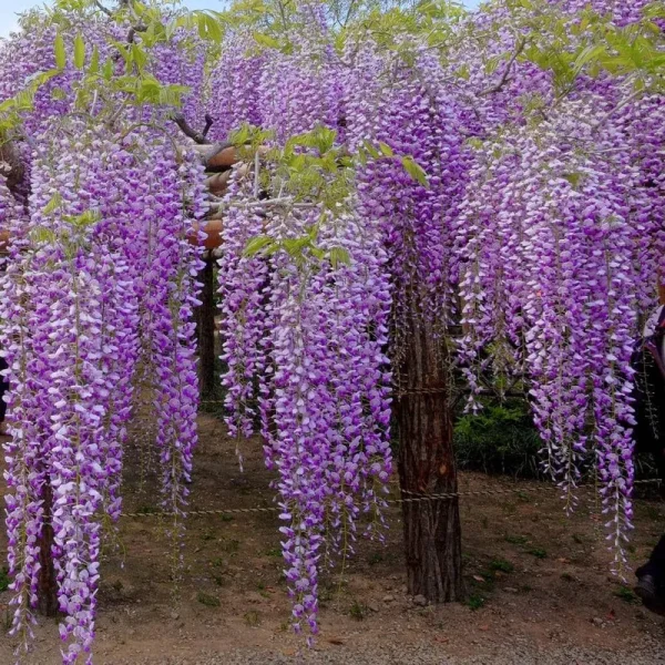 2.5 qt. Wisteria Amethyst Falls Flowering Shrub with Purple Flowers