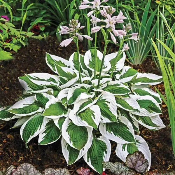 Spring Hill Nurseries Variegated Foliage Perennial Patriot Hosta Live Bareroot Plant