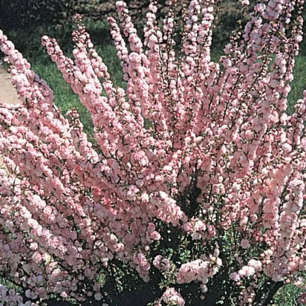 Flowering Ornamental Almond Shrub Grown in A 1.50 Gallon Pot (1-Pack)