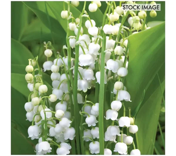 Van Zyverden Lily of The Valley Roots - Set of 10