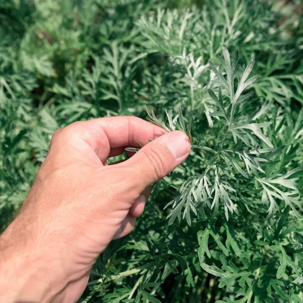 Outsidepride Artemisia Wormwood Herb Plant Seed - 5000 Seeds