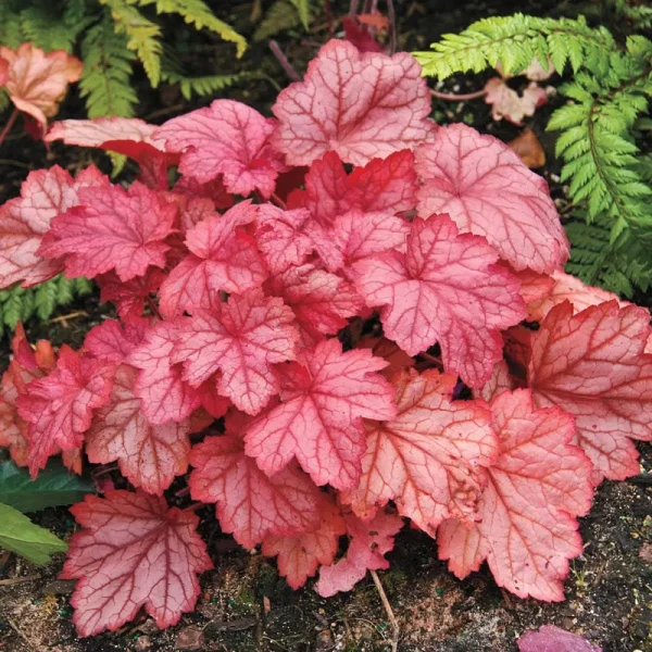 Georgia Peach Coral Bell Dormant Bare Root Perennial Roots (3-Pack)