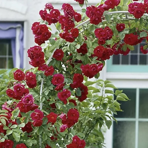 Van Zyverden Climbing Rose CL Blaze 1 Root Stock