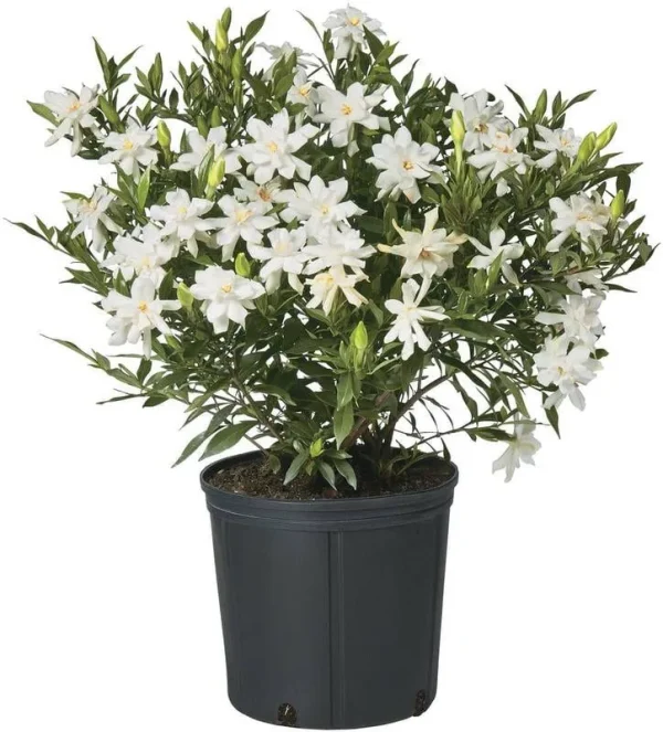 Shrub Frostproof Gardenia 2.25 gal, White Blooms