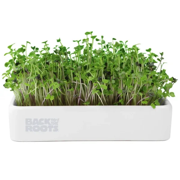 Back to The Roots Mighty Mix Superfoods Organic Microgreens Grow Kit