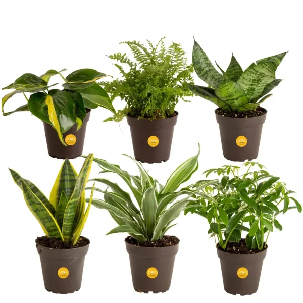 Costa Farms Assorted Foliage Clean Air Live House Plant Collection, 8-Inches Tall, Green Grower Pot - 6 Pack