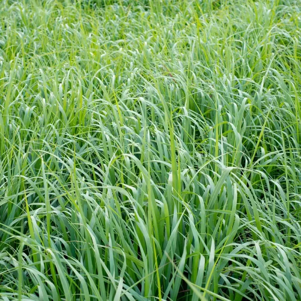 Outsidepride Switchgrass Native Grass Seed - 5 lbs