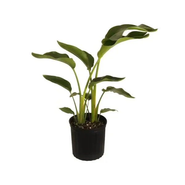 United Nursery White Bird of Paradise Live Indoor Strelitzia Nicolai Plant in 9.25 inch Grower Pot Ships 32-42 Inches