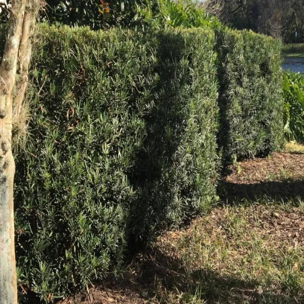 3 gal. Yew Plum Pine Podocarpus Shrub