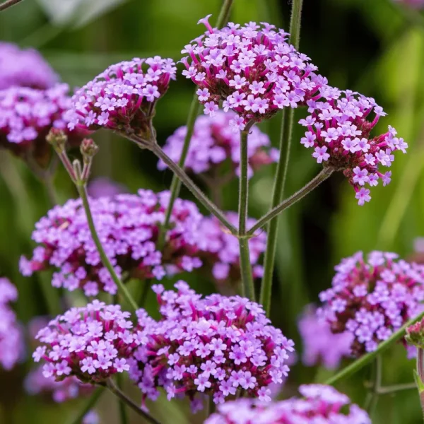 Outsidepride Verbena Seeds - Purpletop Vervain - 10000 Seeds