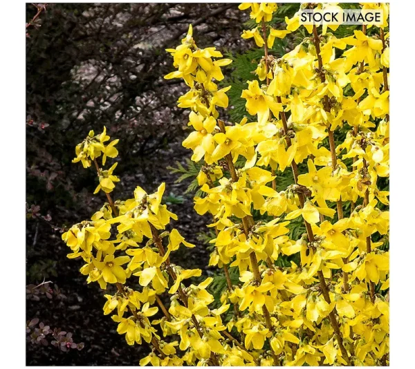 Van Zyverden Forsythia Magical Gold 4" Potted Rocketliners Set of 3 Plants