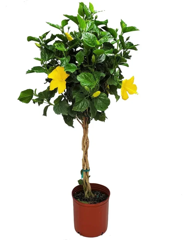 Braided Live Hibiscus Tree - Double Peach Flower - Tropical Plants of Florida - Overall Height 38" to 44" (Plant Only)
