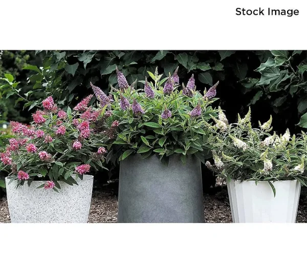 Cottage Farms 3-Piece Dwarf Dapper Butterfly Bushes