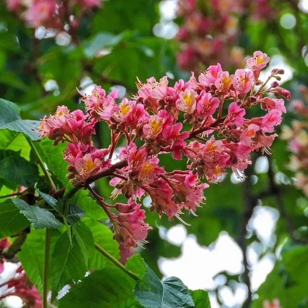 Red Flowering Buckeye Dormant Bare Root Starter Ornamental Tree (1-Pack)