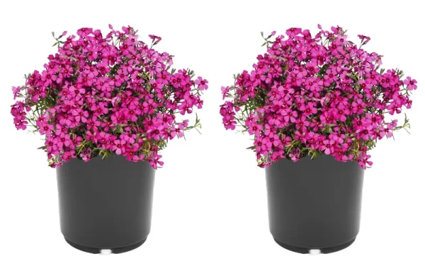 Lowe's Pink Creeping Phlox in 2.5-Quart Pot 2-Pack | 1358