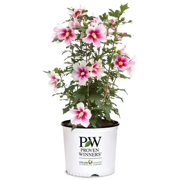 Proven Winners 2 gal. Paraplu Pink Ink Hibiscus Shrub