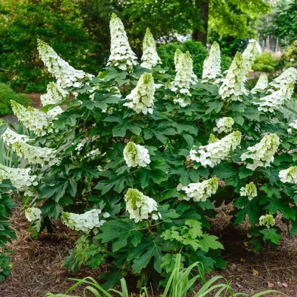 Ruby Slippers Dwarf Oakleaf Hydrangea - 1 Plant per Offer | Zone 5-9