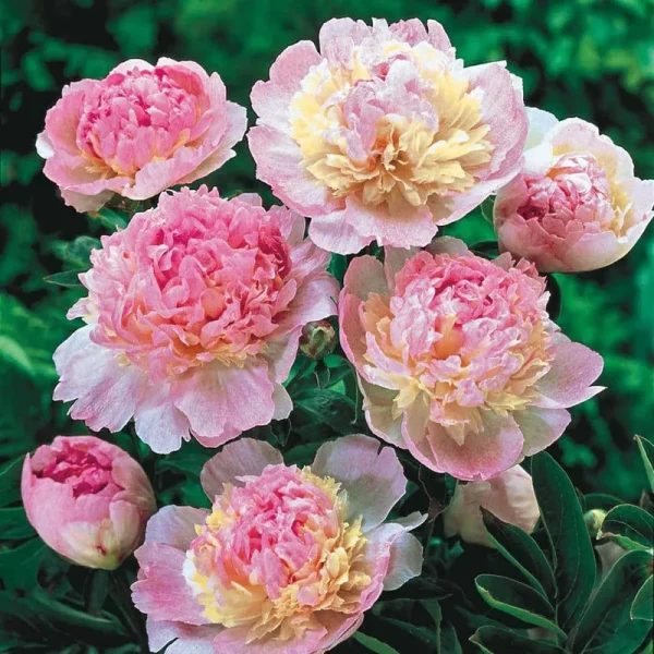 Spring Hill Nurseries Raspberry Sundae Peony Perennial Plant in 3-Pack Bareroot | 01714