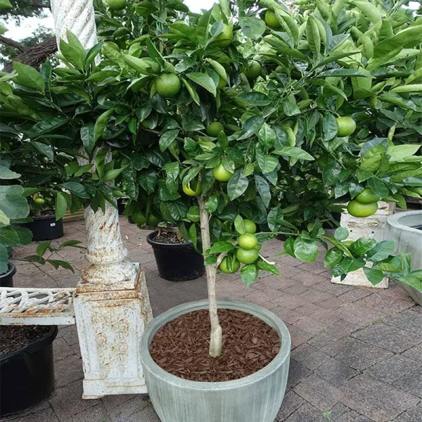 Key Lime Trees - Cannot Ship to Az, Ca, FL, TX, La or Ga, Size: 5-6 ft. Tree