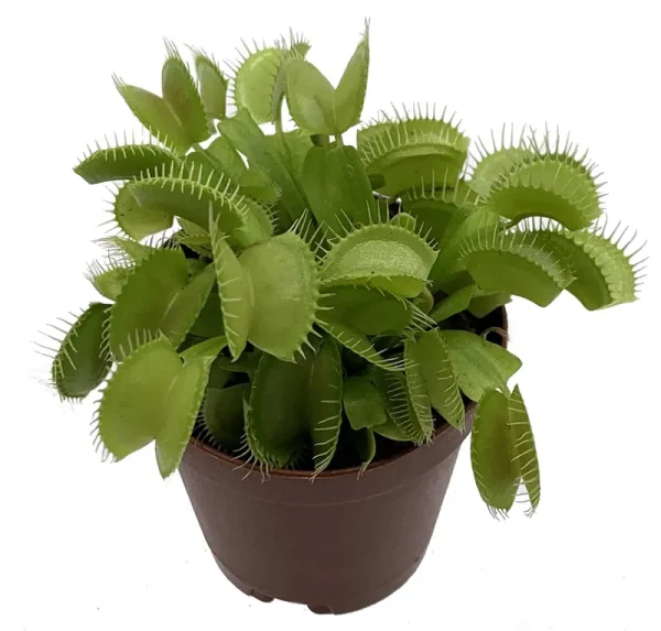 Venus Flytrap Plant - Carnivorous - Dionaea - 2" Pot